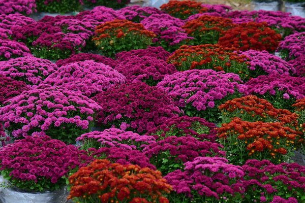 Paroi de douche design : guide pour choisir la meilleure option