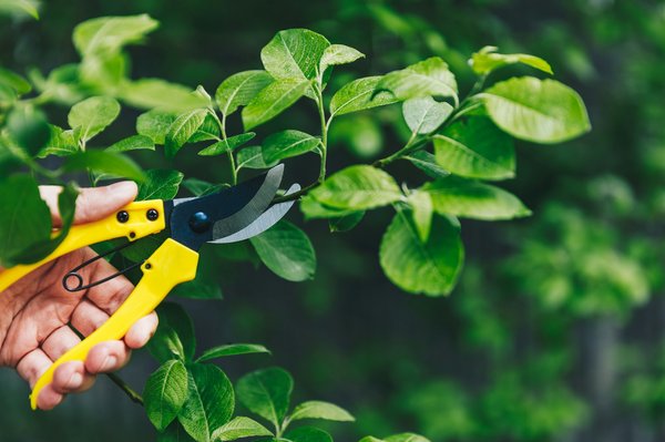 Sécateur : astuces pour bien entretenir votre outil de jardinage